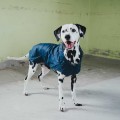 Imperméable pour chiens Milford - HUNTER