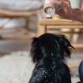 "Shampoing sec pour chien certifié bio  "