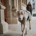 Manteau pour chiens Uppsala Trend kaki - HUNTER