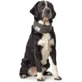 Écharpe Malmö Pour Chien - HUNTER