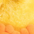 Peluche Fluffy PouletPetit - FABDOG