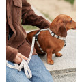 Collier En PET Recyclé Pour Chien - CAFIDE