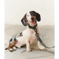 Collier En PET Recyclé Pour Chien - CAFIDE