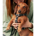 Harnais En PET Recyclé Pour Chien - CAFIDE