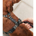 Harnais En PET Recyclé Pour Chien - CAFIDE