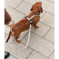Harnais En PET Recyclé Pour Chien - CAFIDE