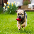 Jouet À Garnir Classic Pour Chien - KONG