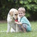 Jouet À Garnir Classic Pour Chien - KONG