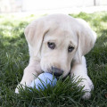 Jouet À Garnir Puppy Pour Chiot - KONG