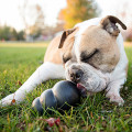 Jouet À Garnir Extreme Pour Chien - KONG