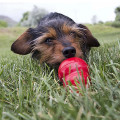 KONG Easy Treat Puppy