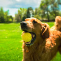 Balles De Rechange Flingerz Pour Chien - HUNTER