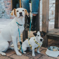 Gamelle En Mélaminé Atlanta Pour Chien Et Chat - HUNTER