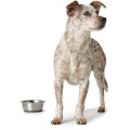 Gamelle En Acier Inoxydable Pour Chien Et Chat - HUNTER