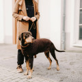 Pull Pour Chien Finja HUNTER