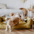 Lit pour Chiens Sofa Eiby - HUNTER