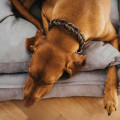 Sofa Pour Chien Eiby HUNTER