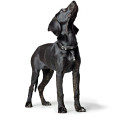 Collier Cuir Round & Soft Canadian Up Pour Chien - HUNTER