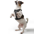 Harnais Divo Up Pour Chien - HUNTER