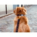 Collier Pour Chien Et Chat FRENCH BANDIT