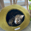 Cocon pour Chats - COCOON PARIS