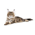 Croquettes Pour Chats Adulte Maine Coon 4Kg - ROYAL CANIN