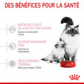 MOTHER & BABYCAT - ROYAL CANIN