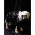 Imperméable Pour Chien QISU
