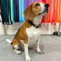 Collier À Œillets Pour Chien POP DOG