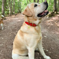 Collier À Œillets Pour Chien POP DOG
