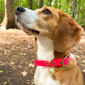 Collier À Œillets Pour Chien POP DOG