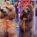 Collier À Œillets Pour Chien POP DOG