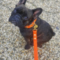 Collier À Œillets Pour Chien POP DOG