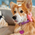 Collier À Œillets Pour Chien POP DOG