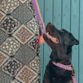 Collier À Œillets Pour Chien POP DOG