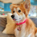 Collier À Œillets Pour Chien POP DOG