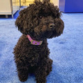 Collier À Œillets Pour Chien POP DOG
