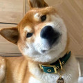 Collier À Œillets Pour Chien POP DOG