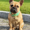 Collier À Œillets Pour Chien POP DOG