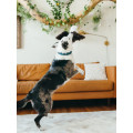 Peluche Fetching Flock Aigle - PET P.L.A.Y