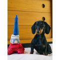 Peluche Totally Touristy Eiffel Tower ( Mini ) - PET P.L.A.Y