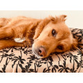 Panier Pour Chien FRENCH BANDIT