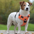 Harnais Rando Walk Pour Chien - BOBBY