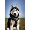 Harnais Rando Walk Pour Chien - BOBBY