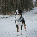 Écharpe Malmö Pour Chien - HUNTER