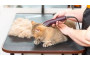 Tonte Chat + Griffes