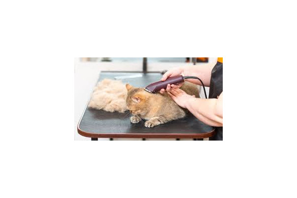 Tonte Chat + Griffes