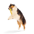 Jouet Vif D’Or Harry Potter Pour Chien - BARK