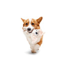 Jouet Pour Chien Harry Potter« Dobby » - BARK