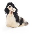 Jouet Pour Chien Harry Potter « Dobby » Harry Potter - BARK
